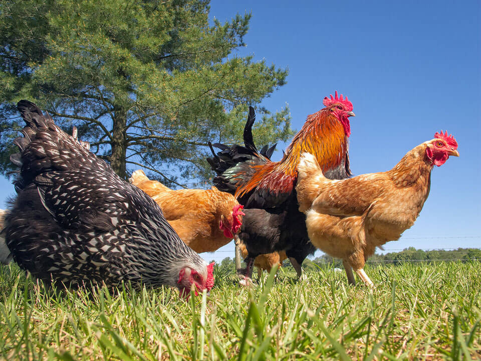 Free Range Chicken Roosters